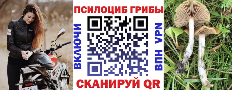 ссылка на мегу tor  Карачев  Псилоцибиновые грибы ЛСД  купить наркотики цена 
